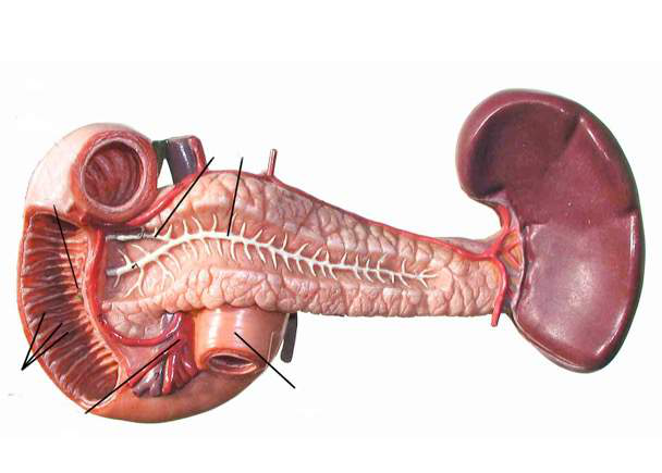 Anatomical illustration of the pancreas and spleen