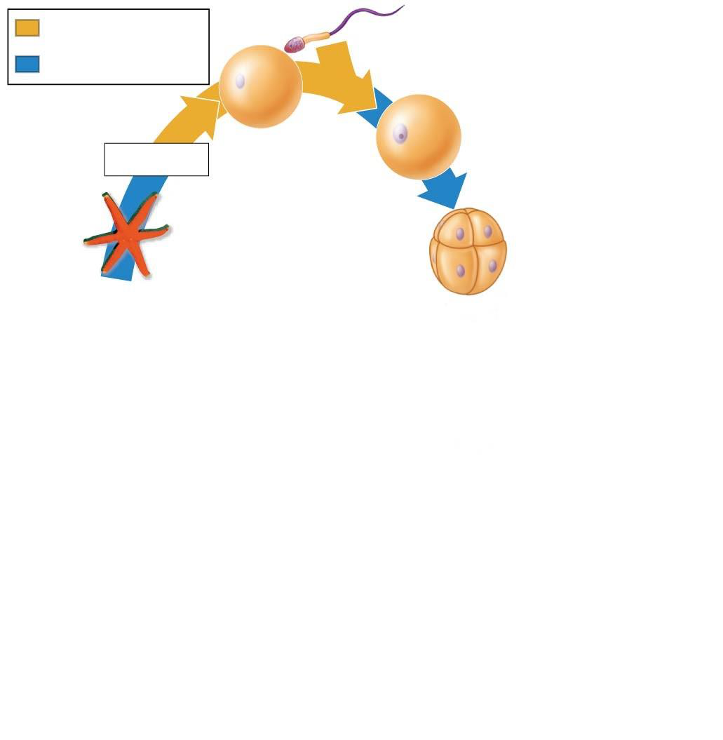 Animal life cycle diagram