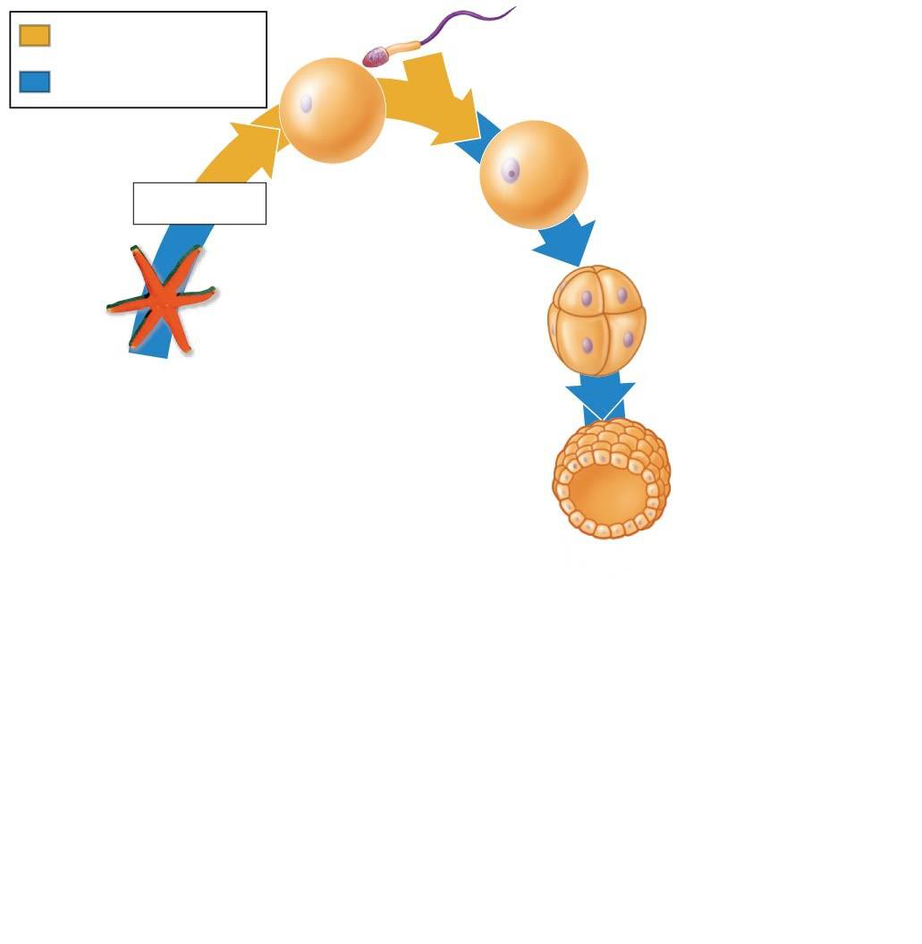 Cleavage to blastula