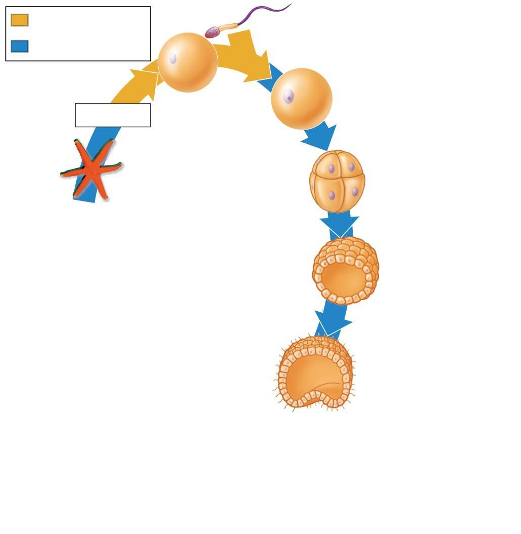 Diagram showing blastula to early gastrula, blastopore and germ-layer formation