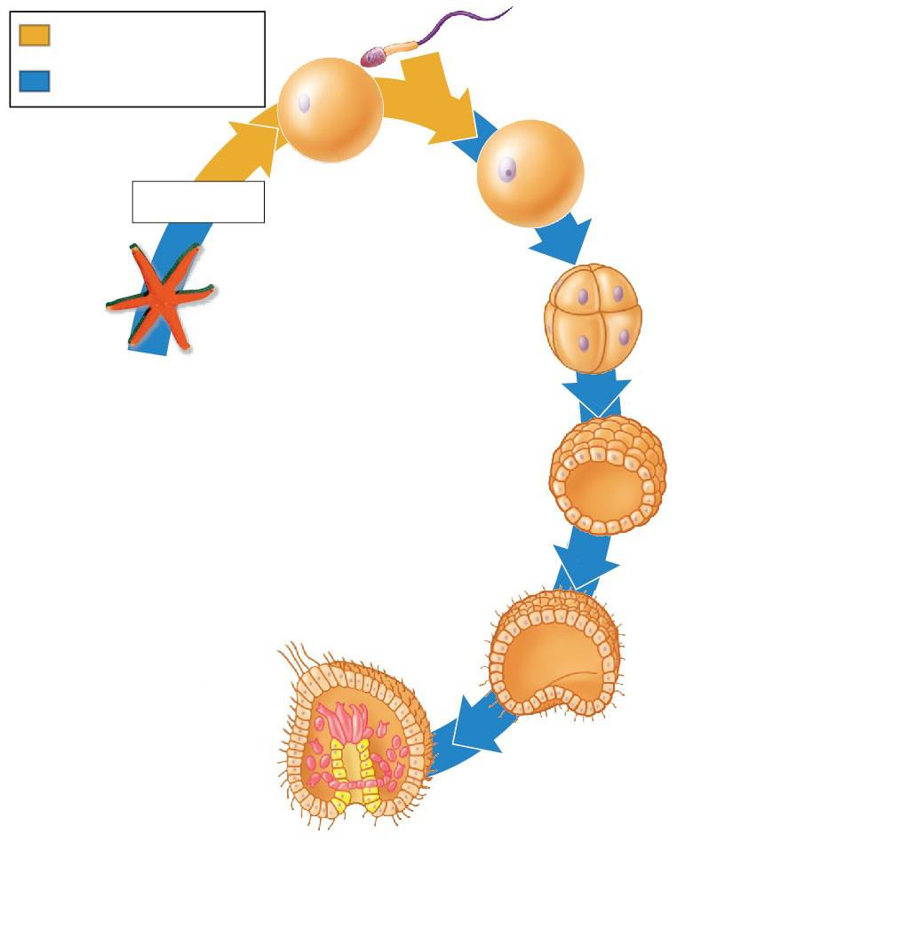 Gastrulation diagram