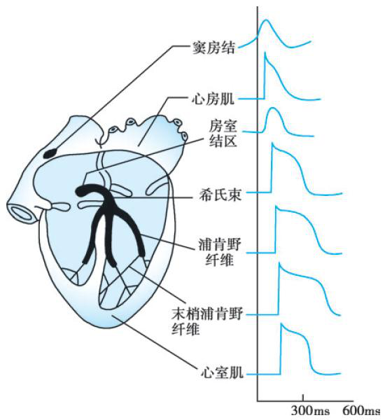 心脏传导系统示意图