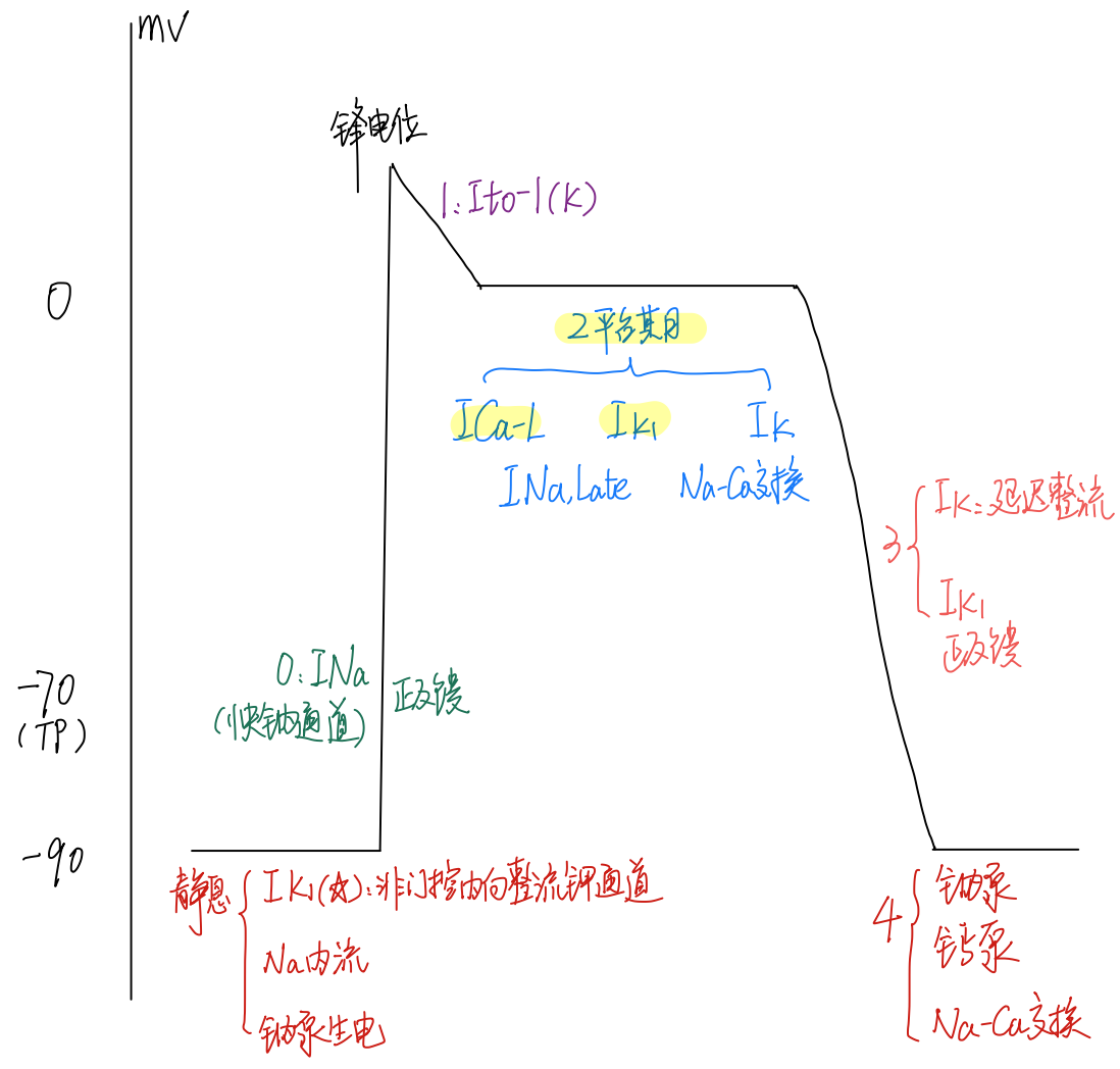 心室肌动作电位示意图