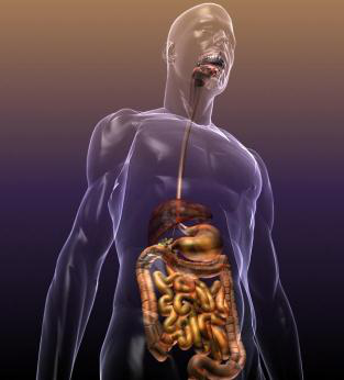 Anatomical illustration of the human digestive system focusing on the esophagus and stomach, with labels indicating the gastrointestinal tract