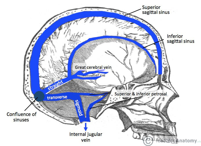 Venous Sinuses Diagram