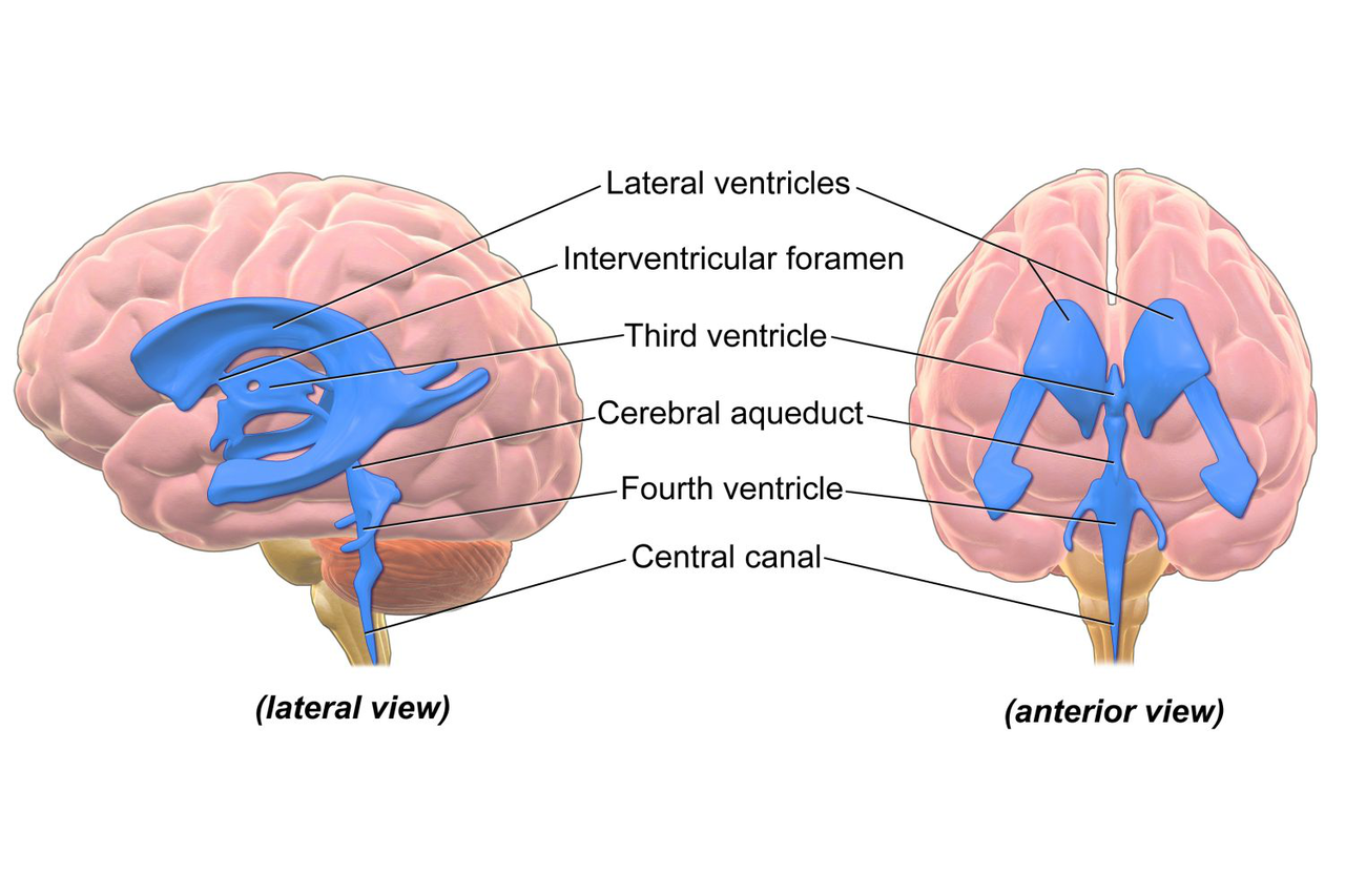 Ventricular System Diagram