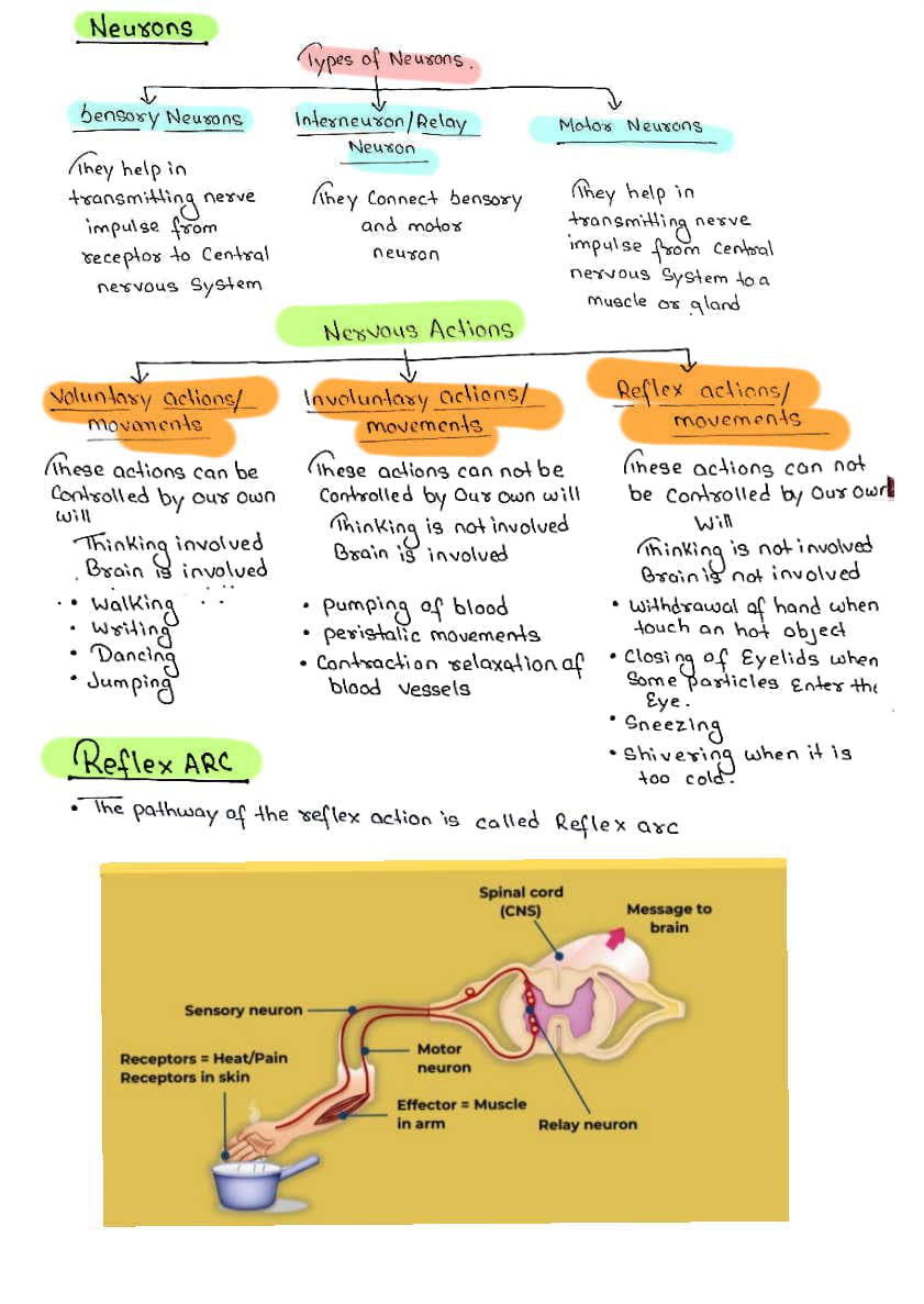 Diagram of the human nervous system with labels