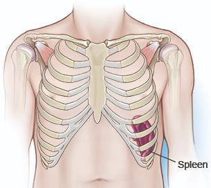 Diagram illustrating the posterior aspect of the spleen in relation to the ribs.