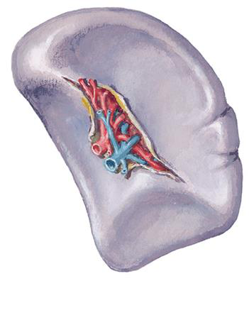 Diagram of visceral surface with impressions labeled.