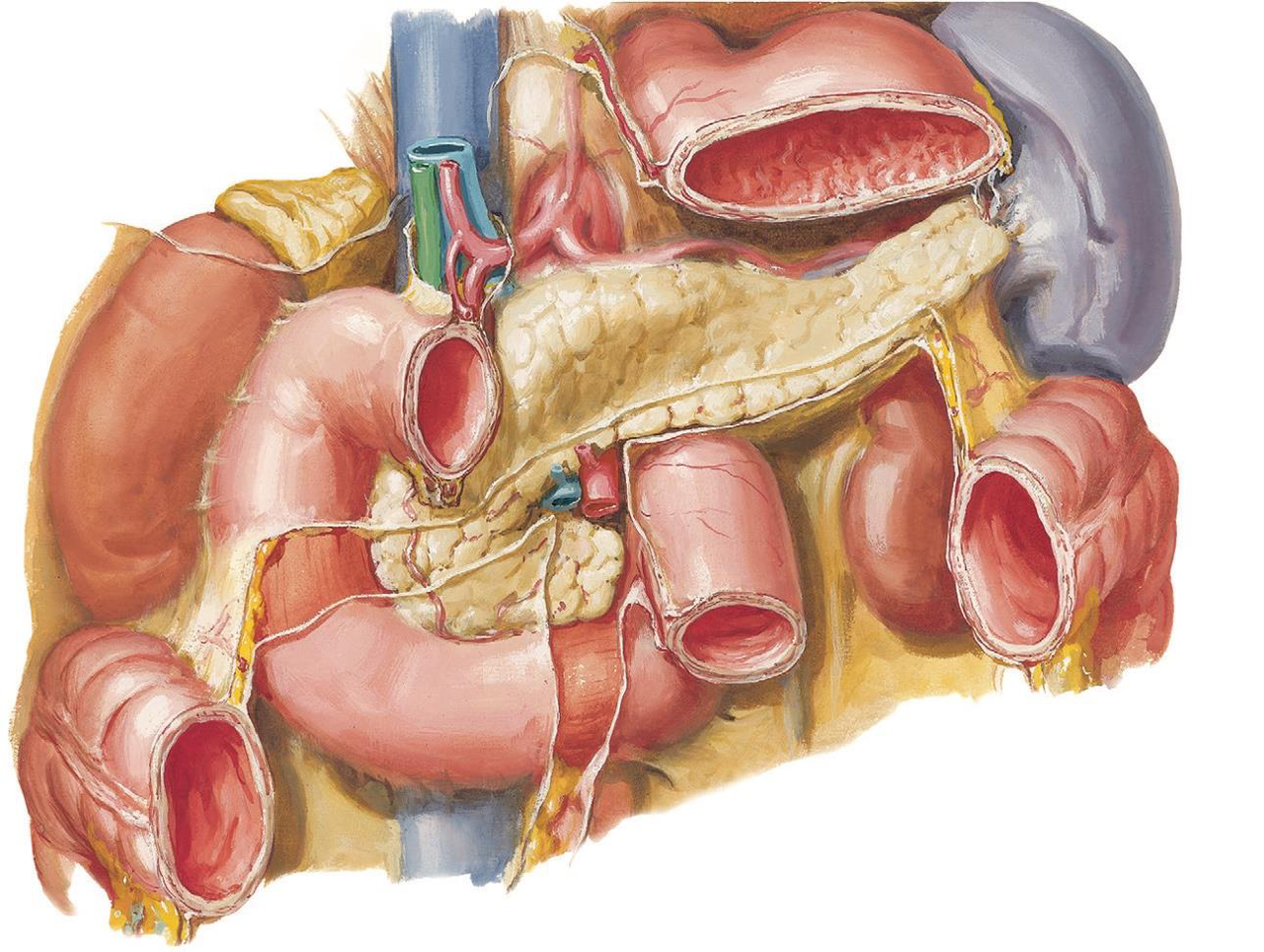 Anatomical illustration showing the pancreas nestled within the curve of the duodenum, with the spleen to its left. Labels point to 'Pancreas' and 'Spleen'.