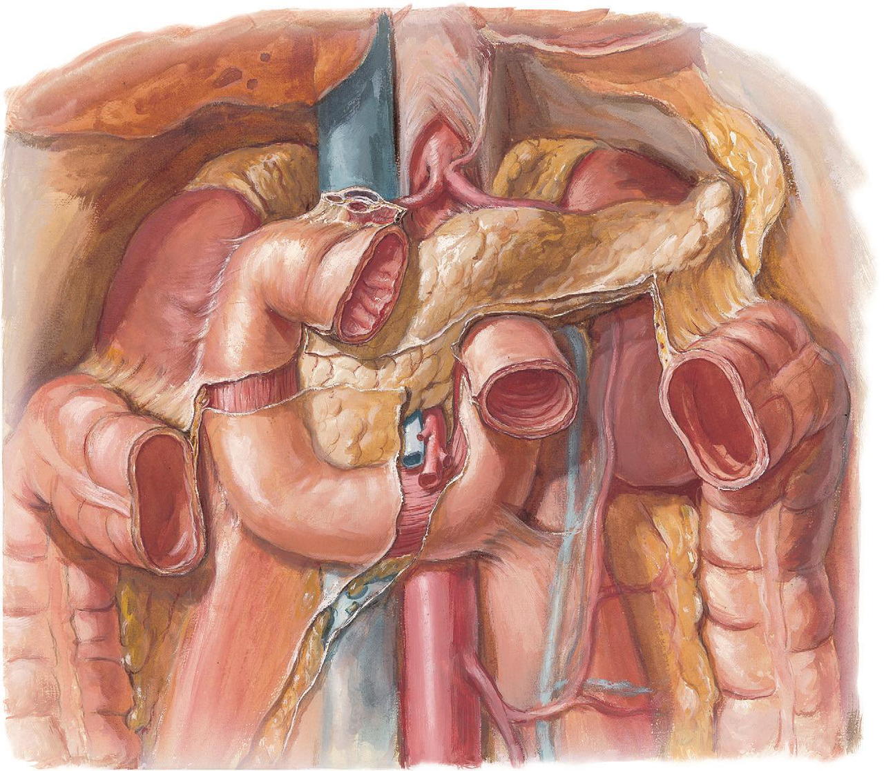 Posterior anatomical view detailing the pancreas' relations.