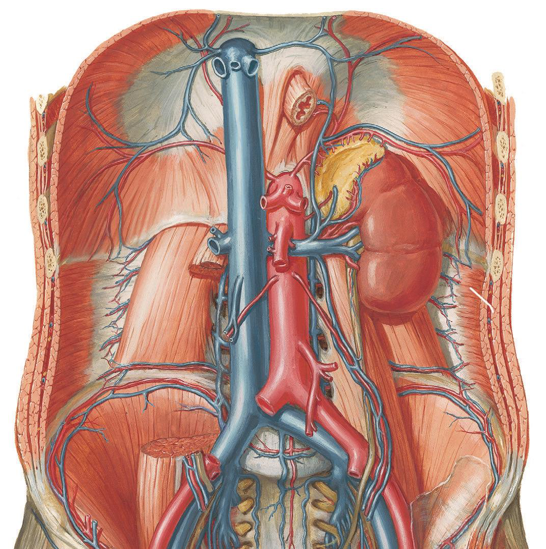Main pancreatic duct illustration.