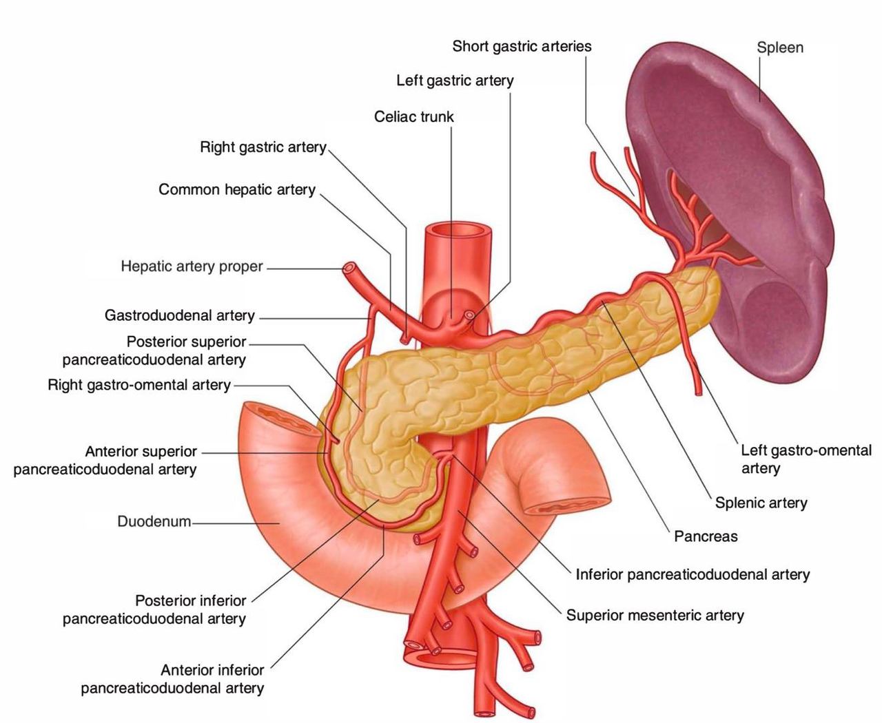Illustration showing the main and accessory pancreatic ducts.