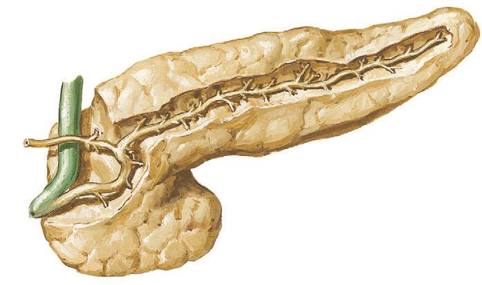 Arterial supply illustration of the pancreas.