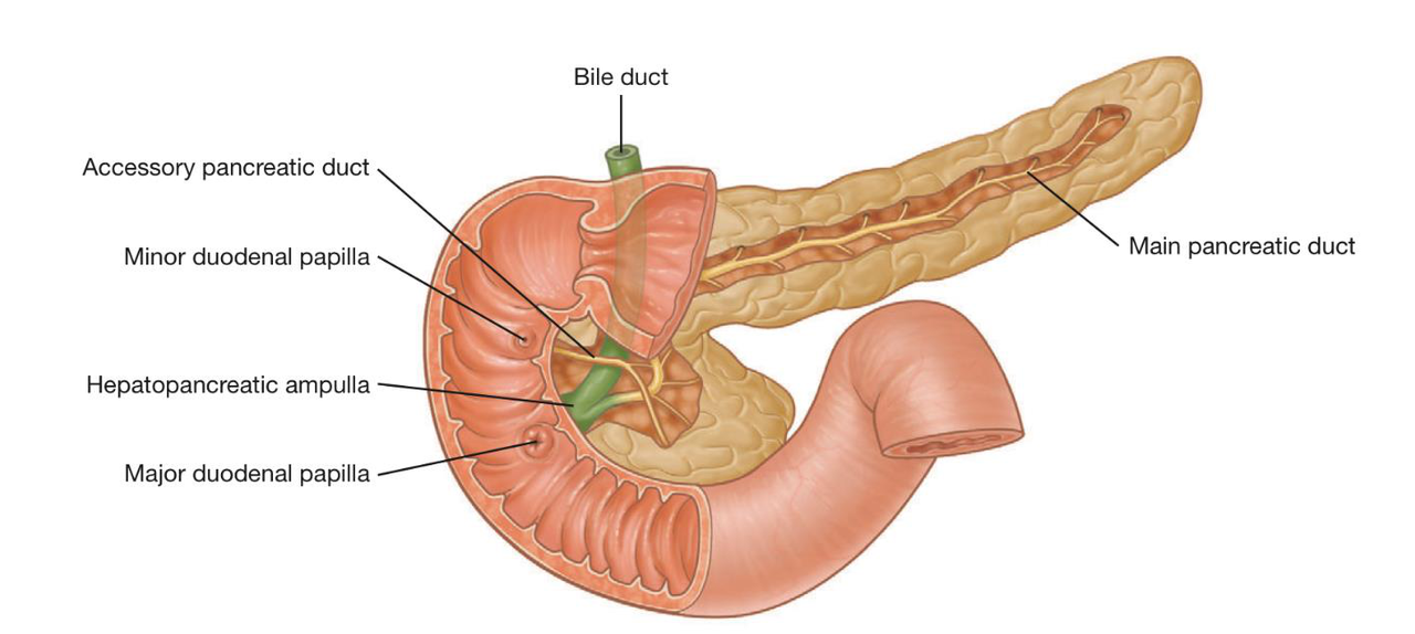 Illustration of the location of the spleen within the rib cage.