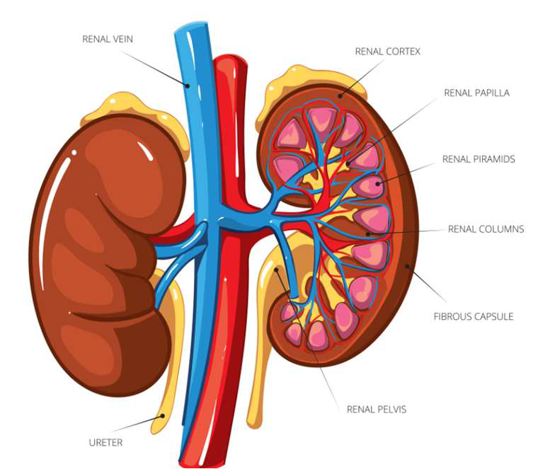 sagittal kidney view