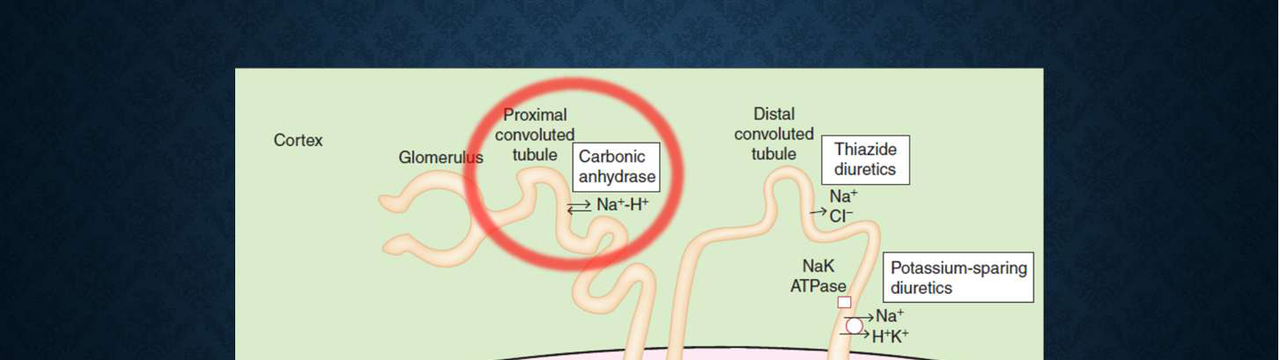 Nephron PCT and carbonic anhydrase