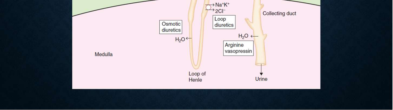 Loop of Henle and osmotic diuretics