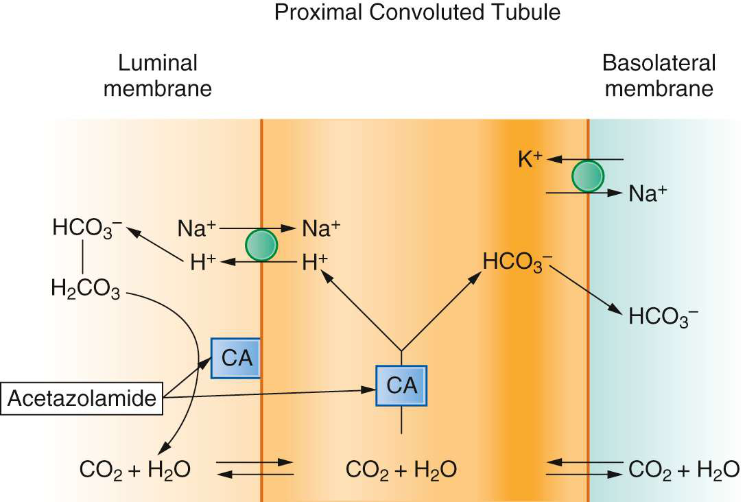 Diagram illustrating acetazolamide effects