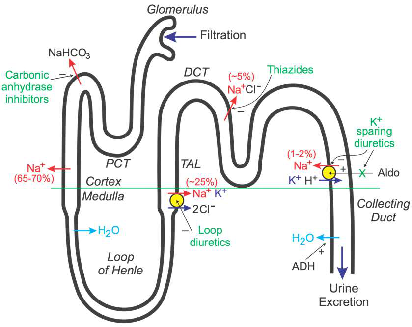 Diagram of a nephron showing filtration and transport in different segments.