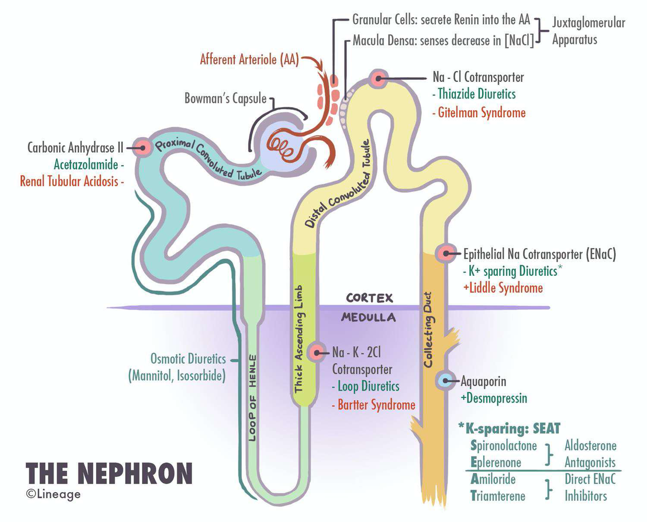 nephron diagram