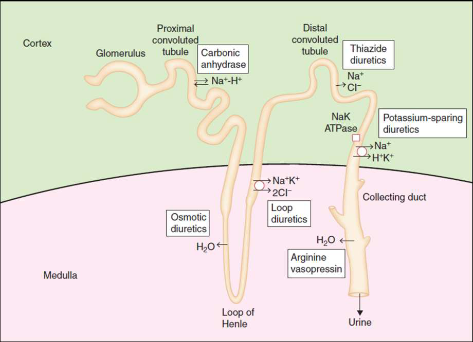 Nephron diagram showing diuretic sites and arginine vasopressin