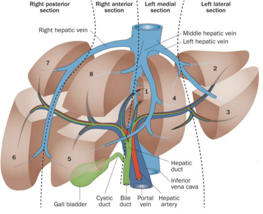 Liver anatomy illustration