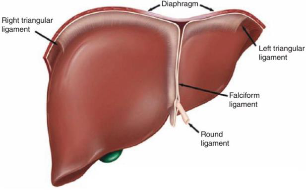Liver with ligaments labeled