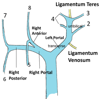 Portal vein anatomy illustration