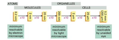 Diagram for biologisk organisering