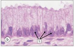 A micrograph of simple columnar epithelium. The cells are taller than they are wide, with elongated nuclei (labeled 'N') located towards the base. The apical surface may have microvilli or cilia.