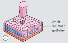 Diagram of simple columnar epithelium with labels for cells, nucleus, and extracellular matrix