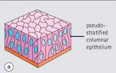 Diagram of pseudostratified columnar epithelium with labels for cells, nucleus, and extracellular matrix