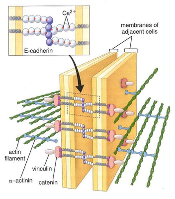 Diagram of zonula adherens showing E-cadherin and associated proteins