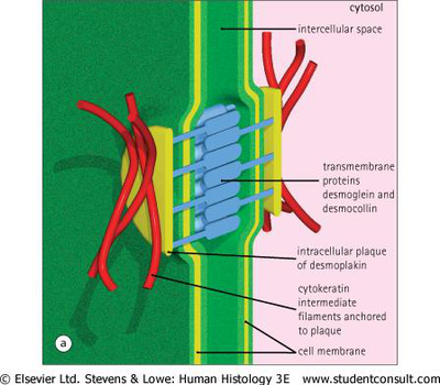Diagram of a desmosome showing cell membranes, intercellular space, transmembrane proteins, and intracellular plaques