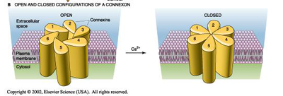 Diagram showing open and closed configurations of a connexon