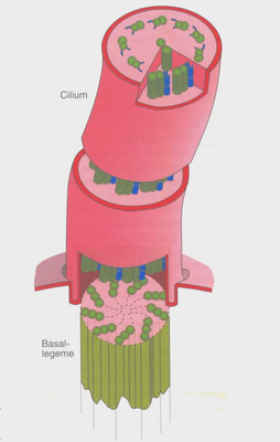 Diagram af cilium struktur med labels for axoneme, basallegeme, mikrotubuli og dynein arme