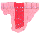 Diagram illustrating the development of exocrine and endocrine glands