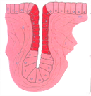 A diagram illustrating the formation of a tubular gland. It shows an invagination of epithelial cells forming a simple tube-like secretory structure.