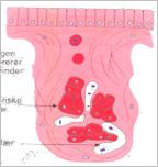 A diagram illustrating glandular secretion. It shows secretory cells within a gland releasing substances into a lumen. Different types of secretion (merocrine, apocrine, holocrine) are depicted.