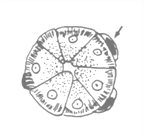 A diagram showing a cross-section of an acinar gland. The gland is composed of several secretory units (acini) arranged around a central lumen. Arrows indicate secretory activity at the periphery.