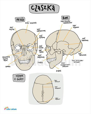 Diagram czaszki