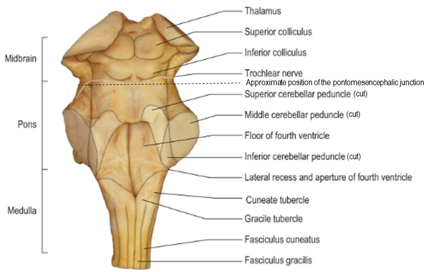 Diagram of the dorsal aspect of the brainstem
