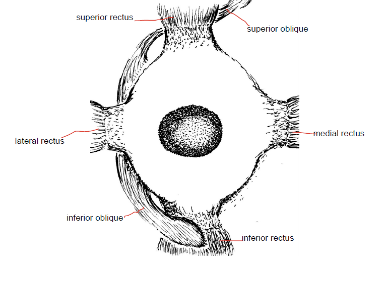 Diagram showing the muscles of the right eye