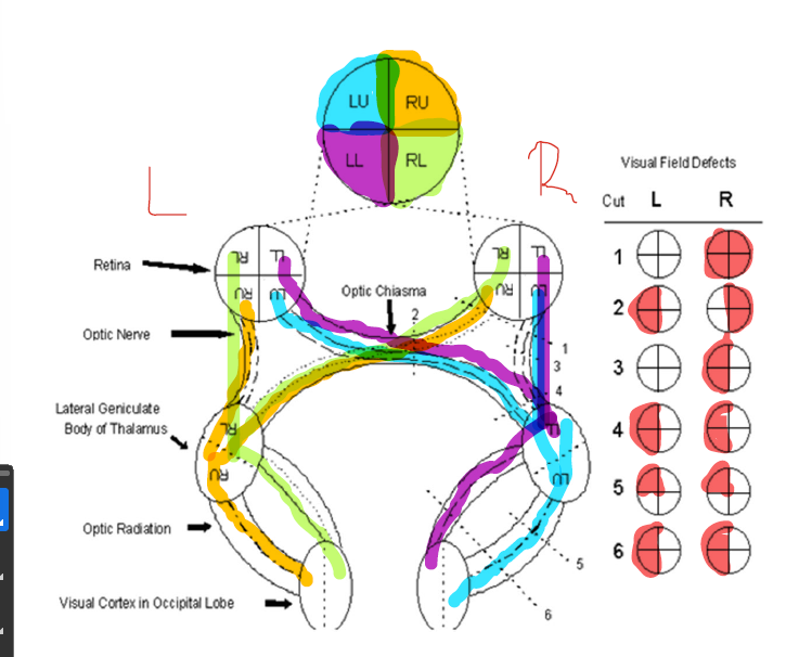 visual pathway diagram
