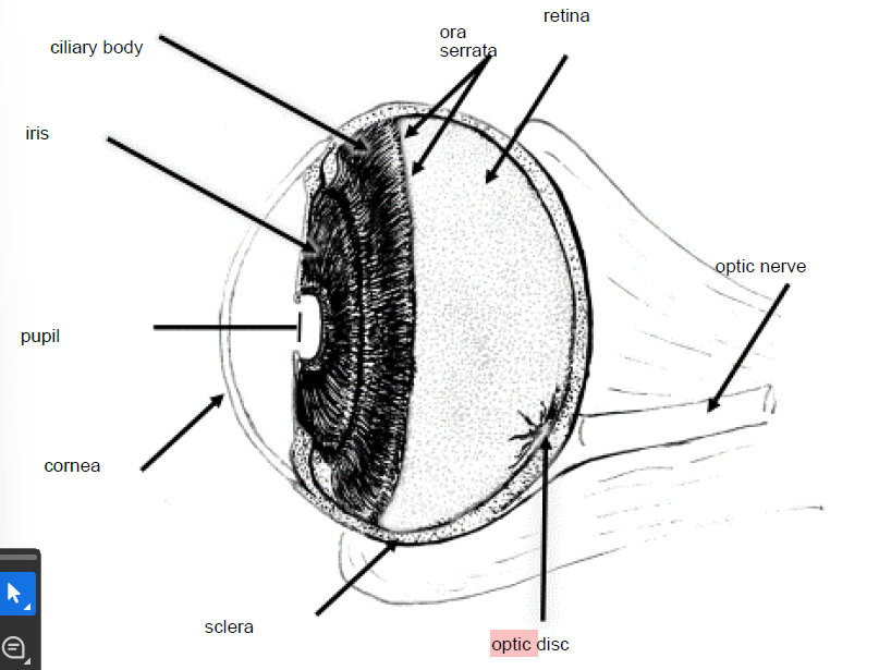 eye diagram