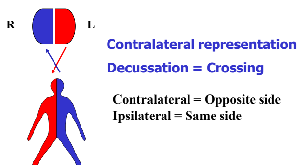 Decussation and contralateral representation