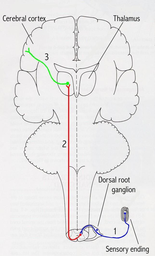 Sensory pathway diagram