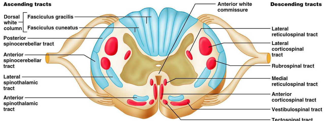 spinal cord cross-section
