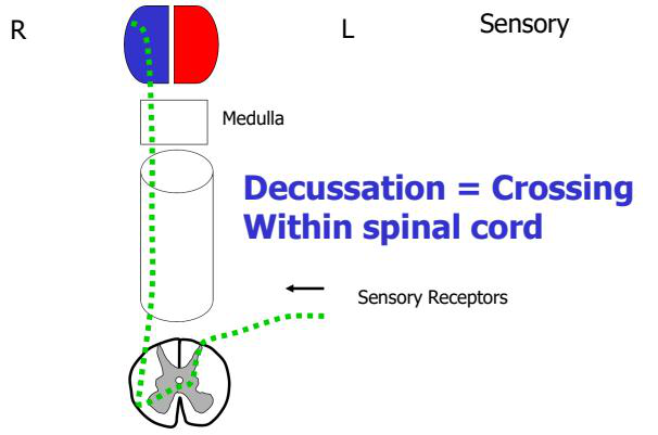 spinal cord decussation diagram
